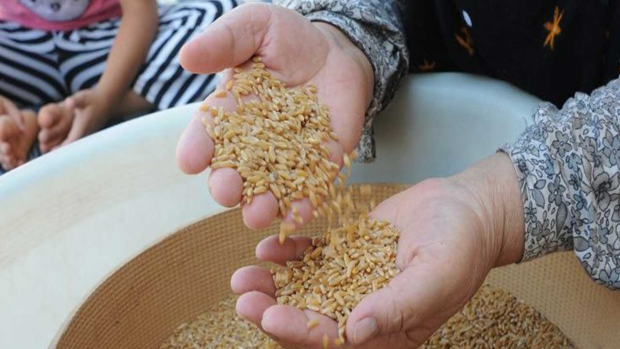 Buğday, arpa fiyatları ne kadar oldu 2026? TMO buğday alım fiyatı